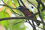 Banded Broadbill